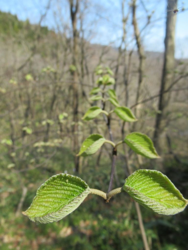 f:id:pft78526:20171122205530j:plain