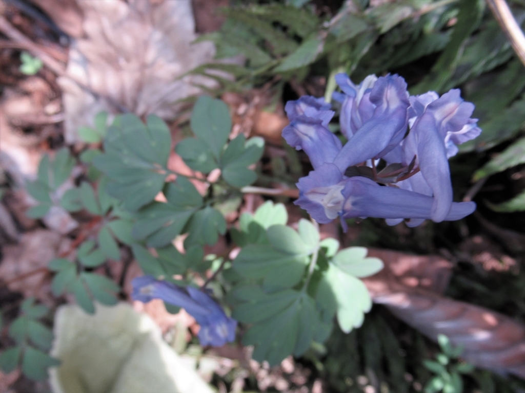 f:id:pft78526:20180404194400j:plain