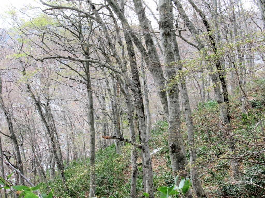 f:id:pft78526:20180407163447j:plain