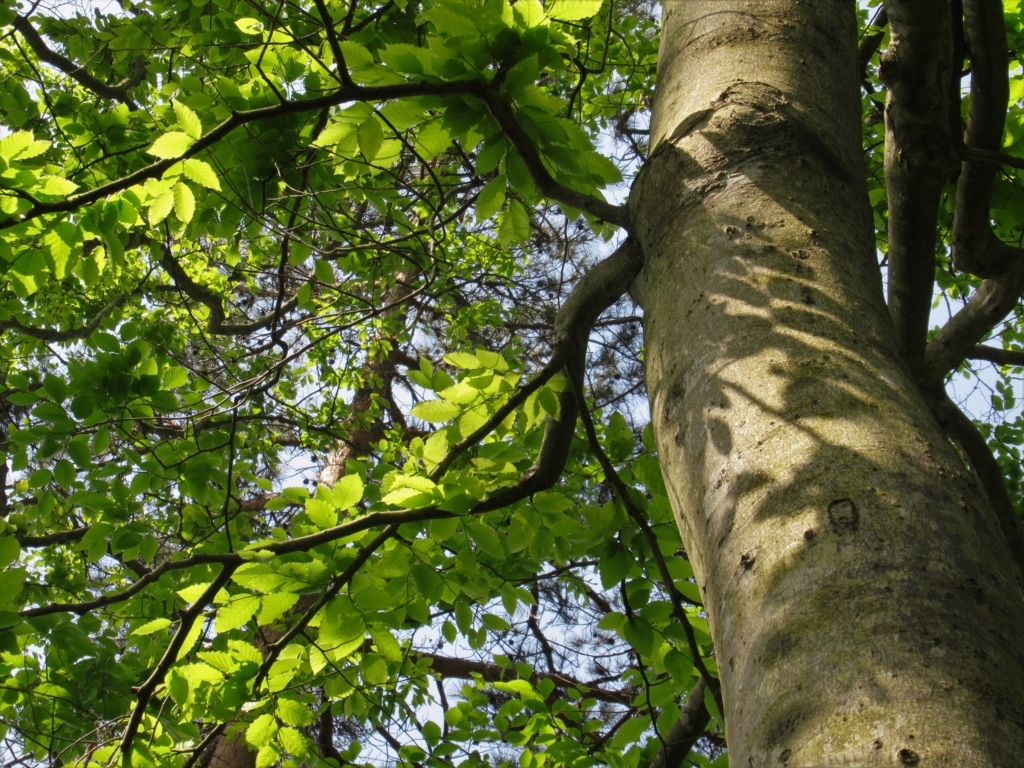 f:id:pft78526:20180429165950j:plain f:id:pft78526:20180429165950j:plain