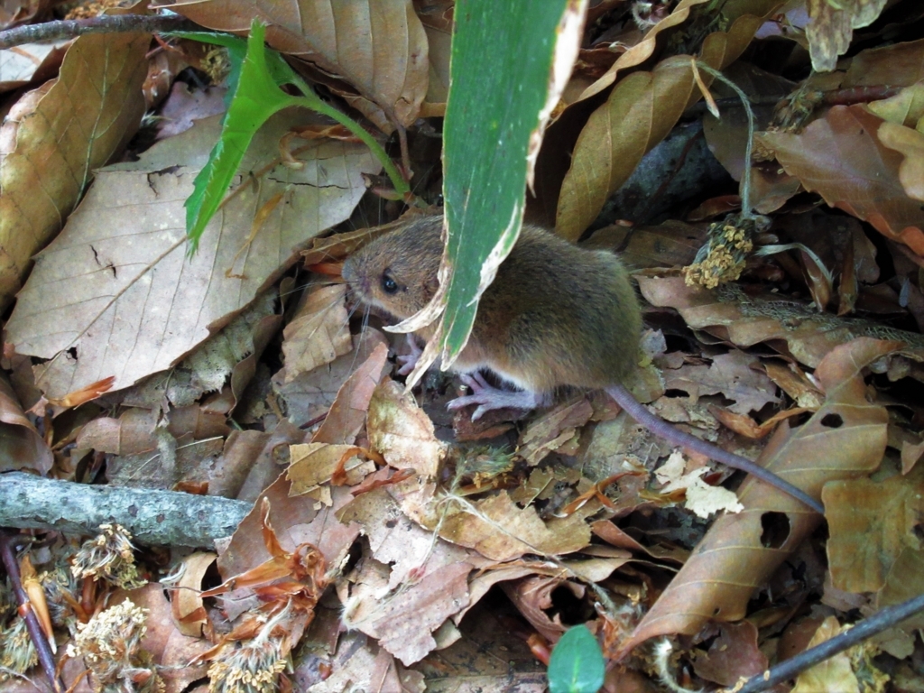 f:id:pft78526:20180502063315j:plain