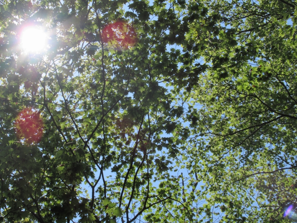 f:id:pft78526:20180512164503j:plain