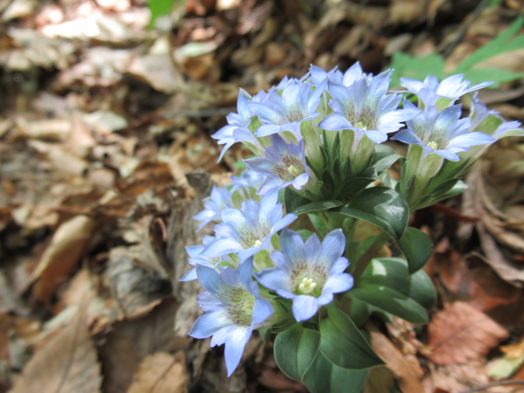 f:id:pft78526:20180516202634j:plain