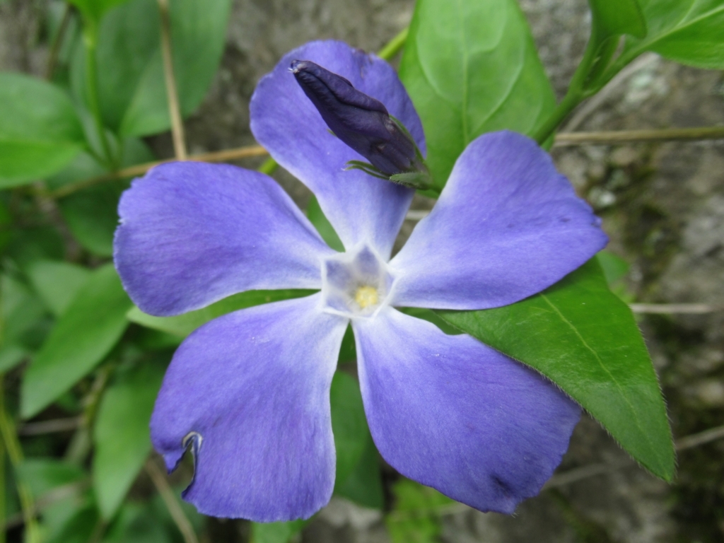 f:id:pft78526:20180516212549j:plain