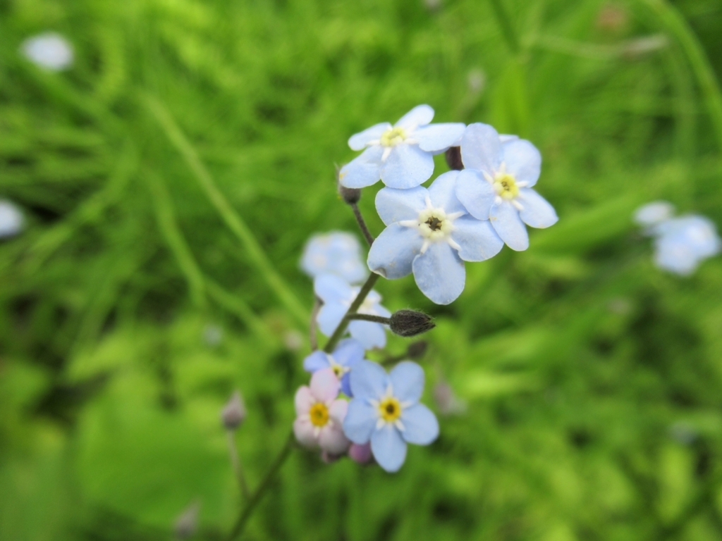 f:id:pft78526:20180516212656j:plain