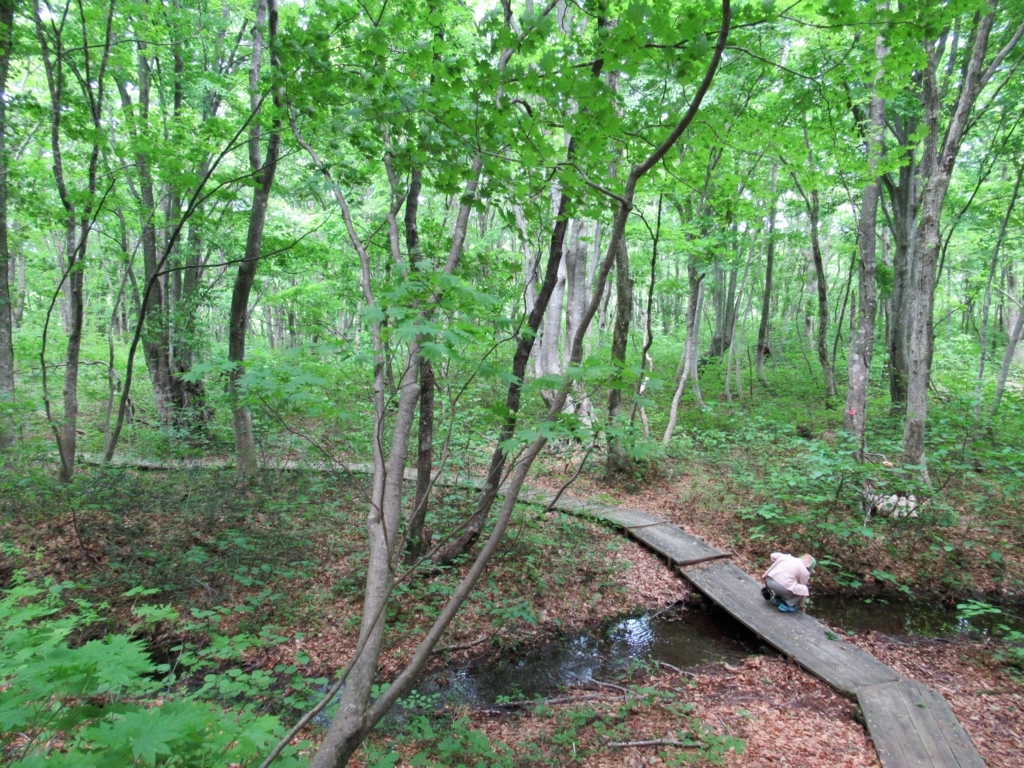 f:id:pft78526:20180531170106j:plain f:id:pft78526:20180531170106j:plain