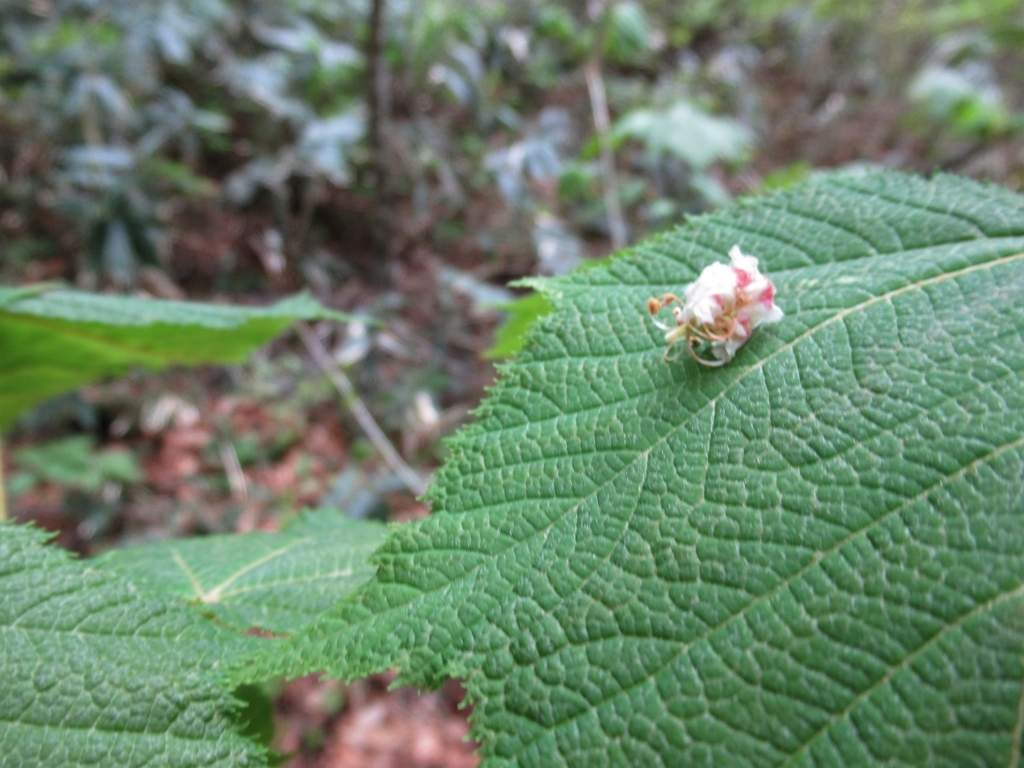 f:id:pft78526:20180613211555j:plain