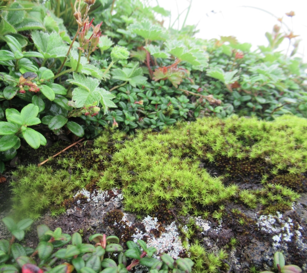 f:id:pft78526:20180726155841j:plain f:id:pft78526:20180726155841j:plain