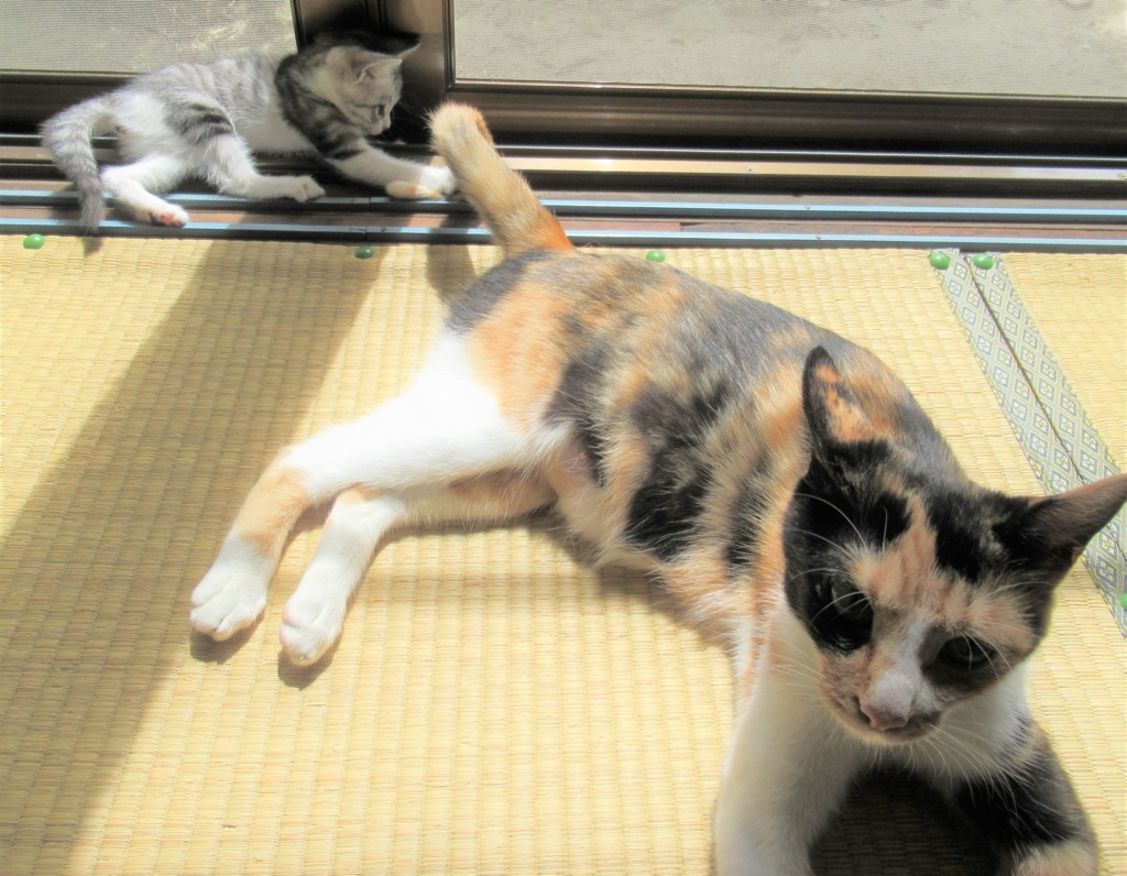 f:id:pft78526:20180816083000j:plain