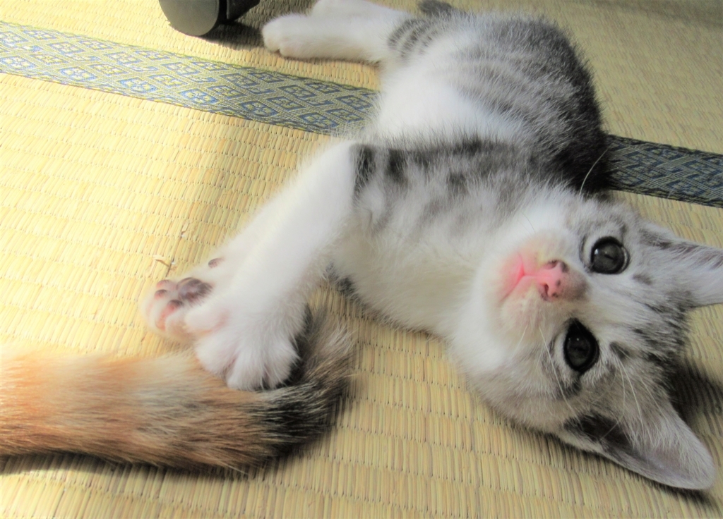 f:id:pft78526:20180816083005j:plain