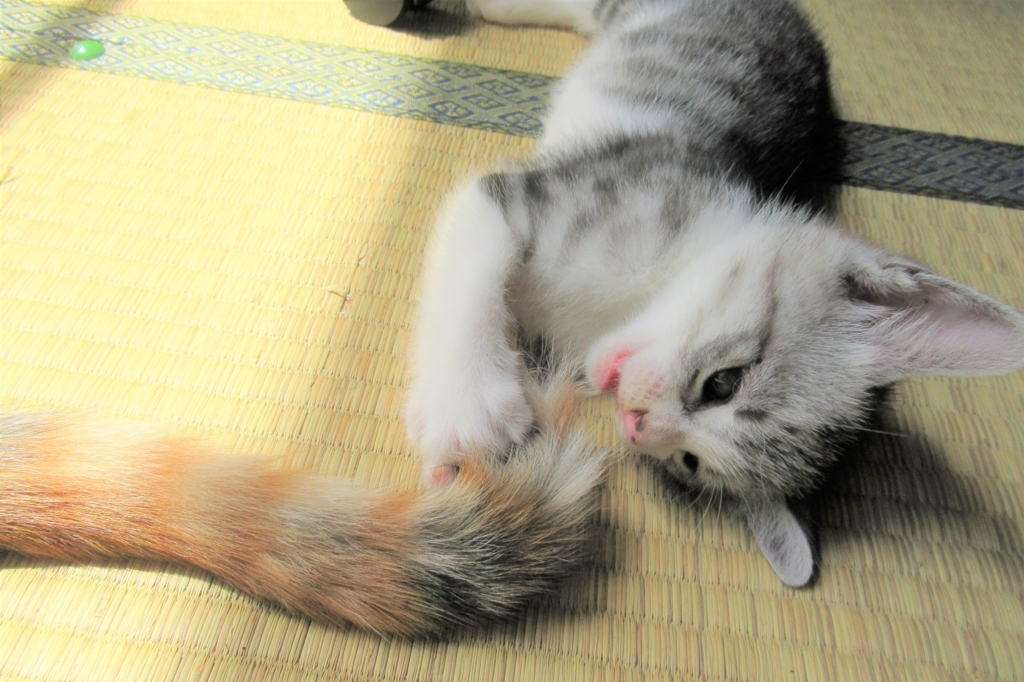 f:id:pft78526:20180816083101j:plain