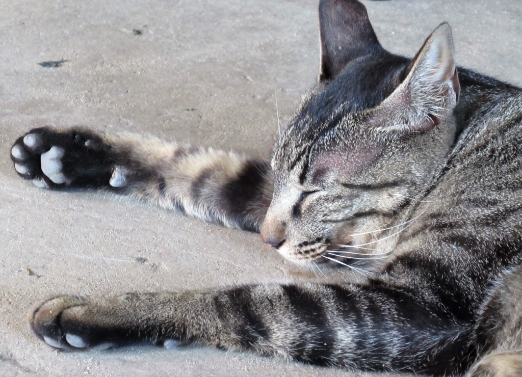 f:id:pft78526:20180818090427j:plain