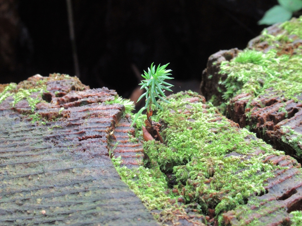 f:id:pft78526:20180903203353j:plain