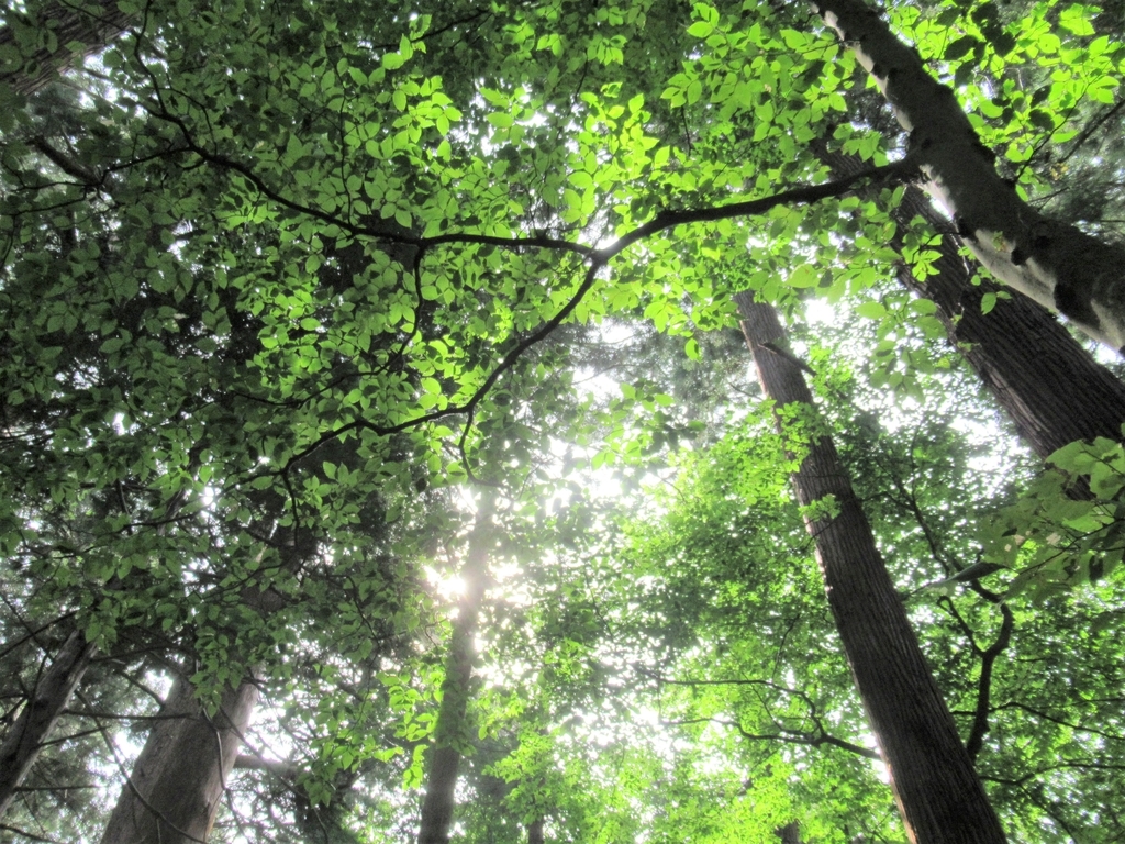 f:id:pft78526:20180903204600j:plain