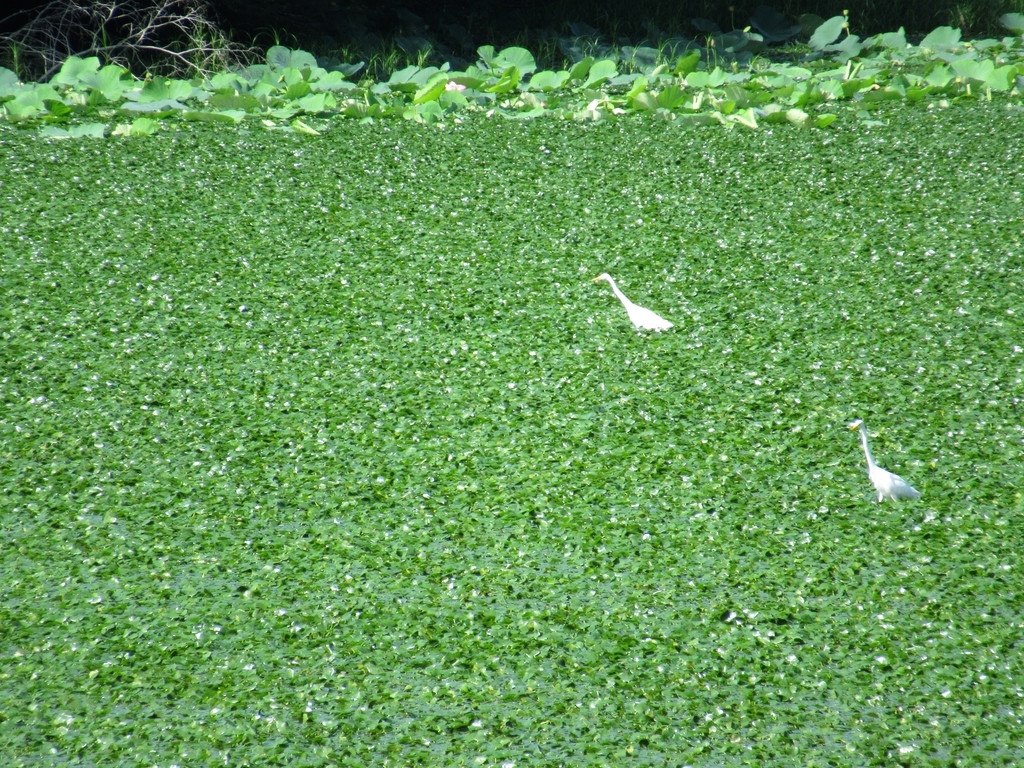 f:id:pft78526:20180908192817j:plain