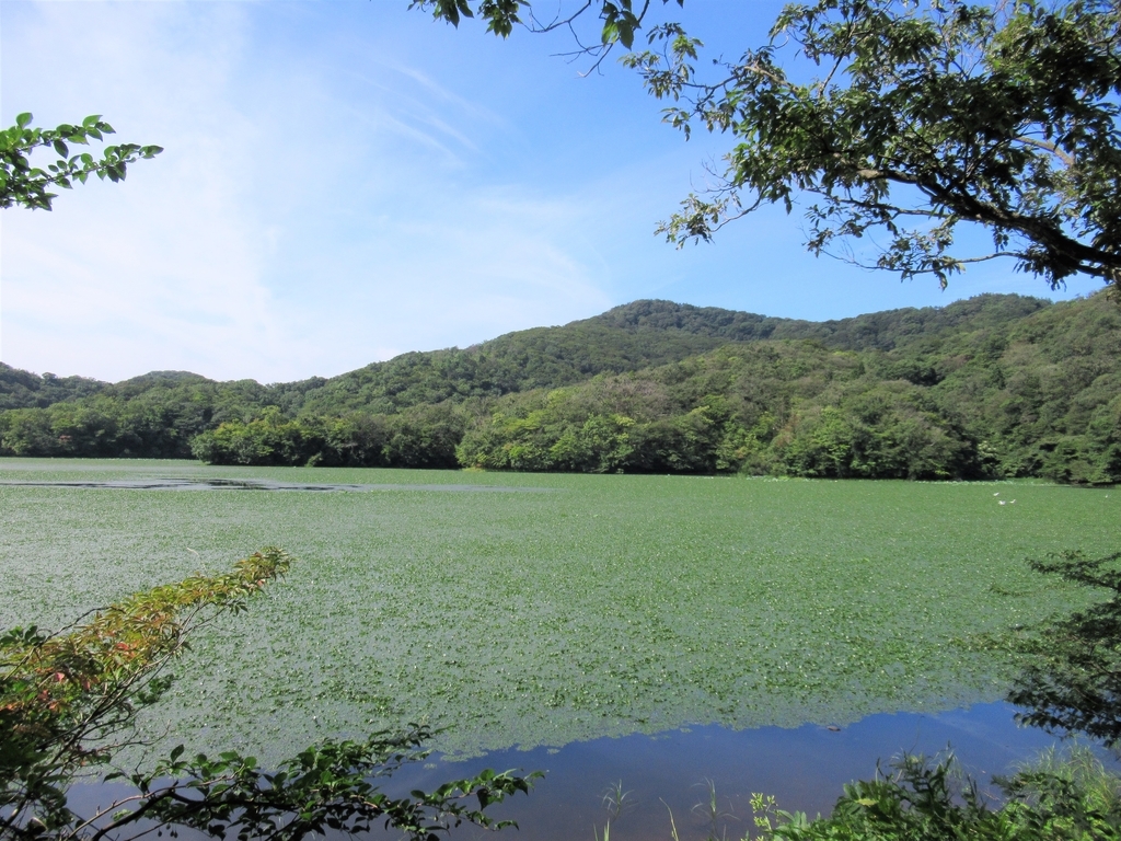 f:id:pft78526:20180908193015j:plain