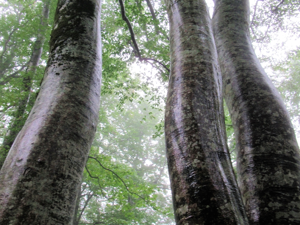 f:id:pft78526:20180914231857j:plain