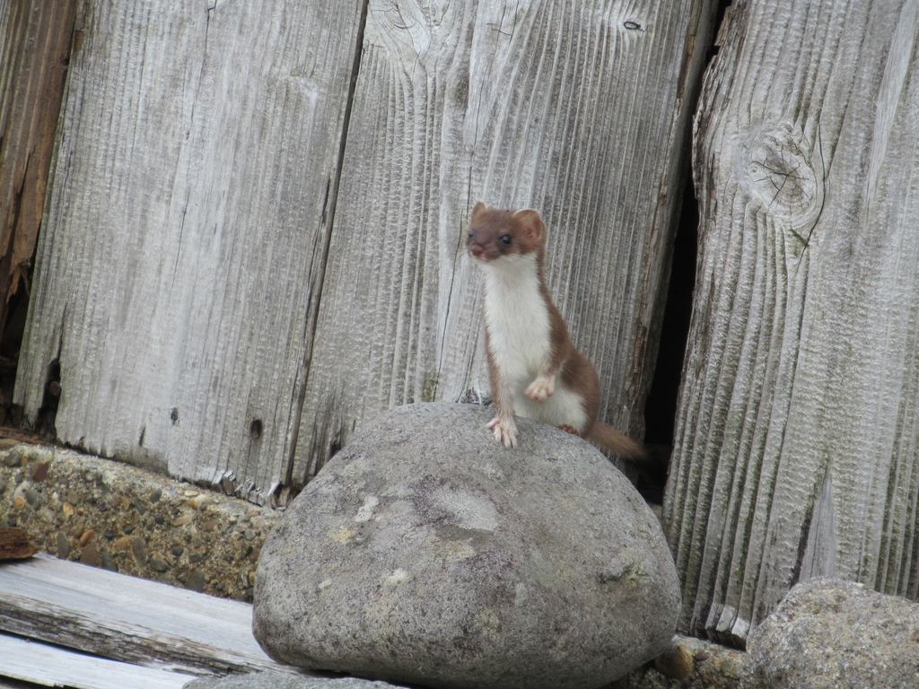 f:id:pft78526:20180917124305j:plain