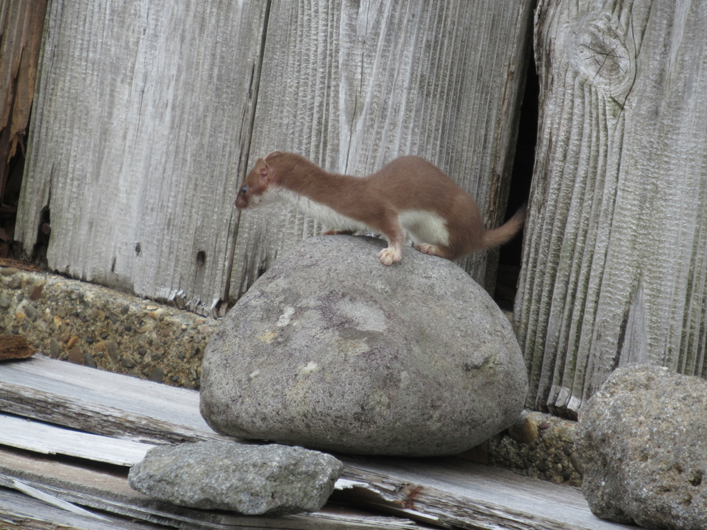 f:id:pft78526:20180917124310j:plain