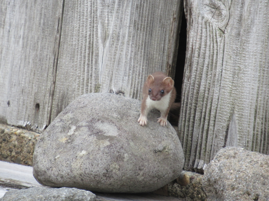 f:id:pft78526:20180917124315j:plain