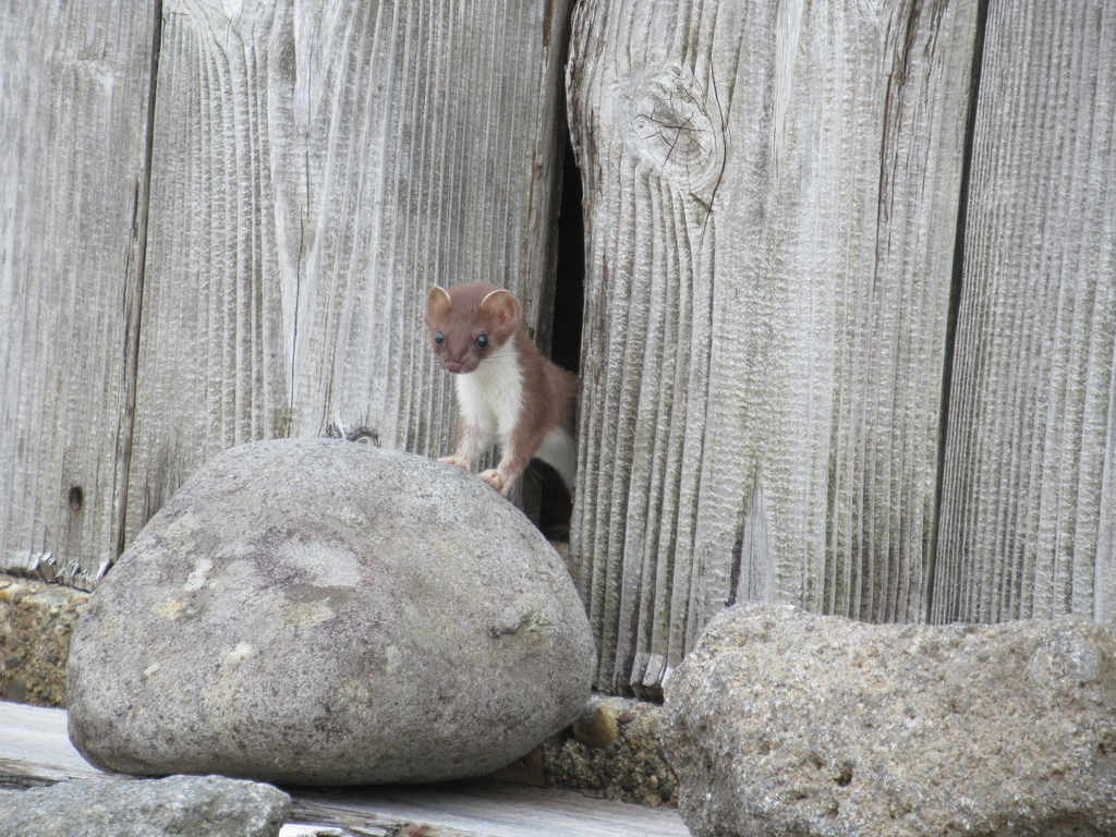 f:id:pft78526:20180917124319j:plain