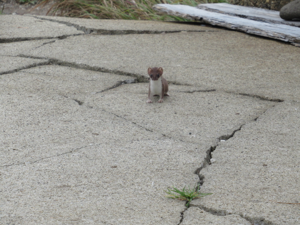 f:id:pft78526:20180917124322j:plain