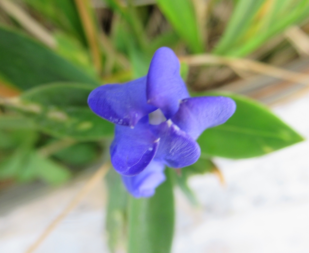 f:id:pft78526:20180917142913j:plain