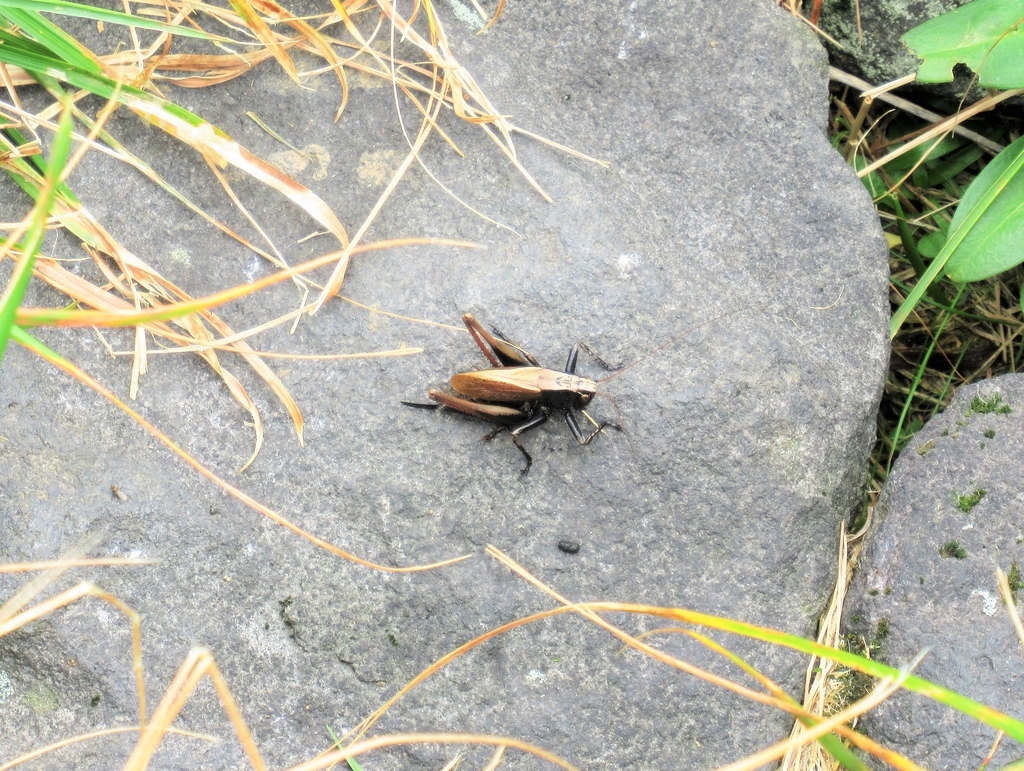f:id:pft78526:20180924145439j:plain