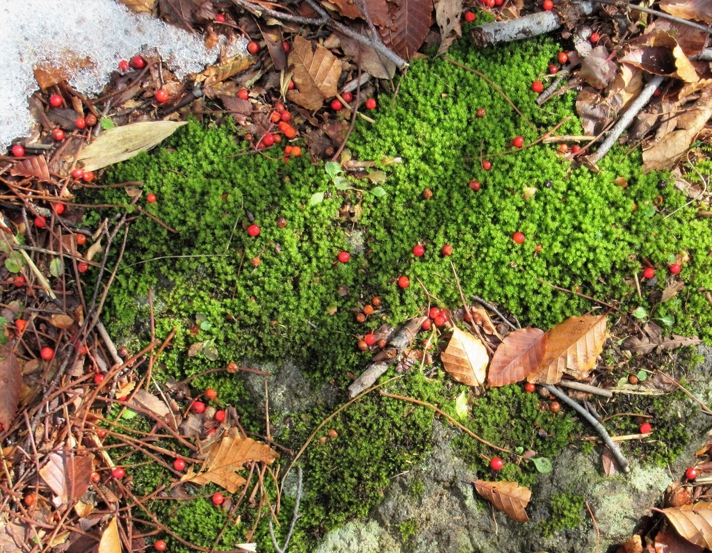 f:id:pft78526:20181201130454j:plain