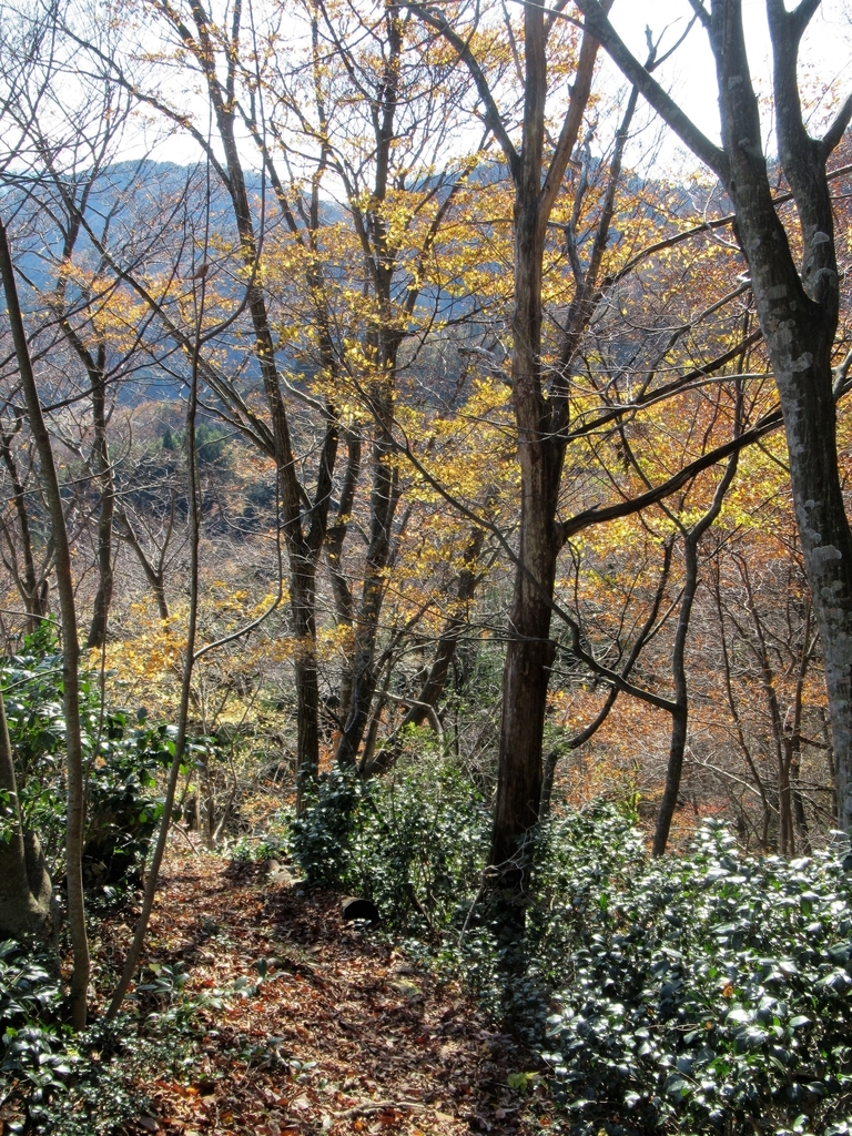 f:id:pft78526:20181208095341j:plain