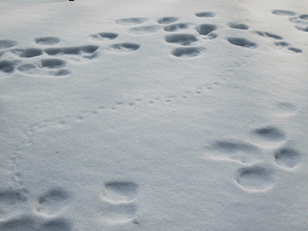 f:id:pft78526:20181220202820j:plain