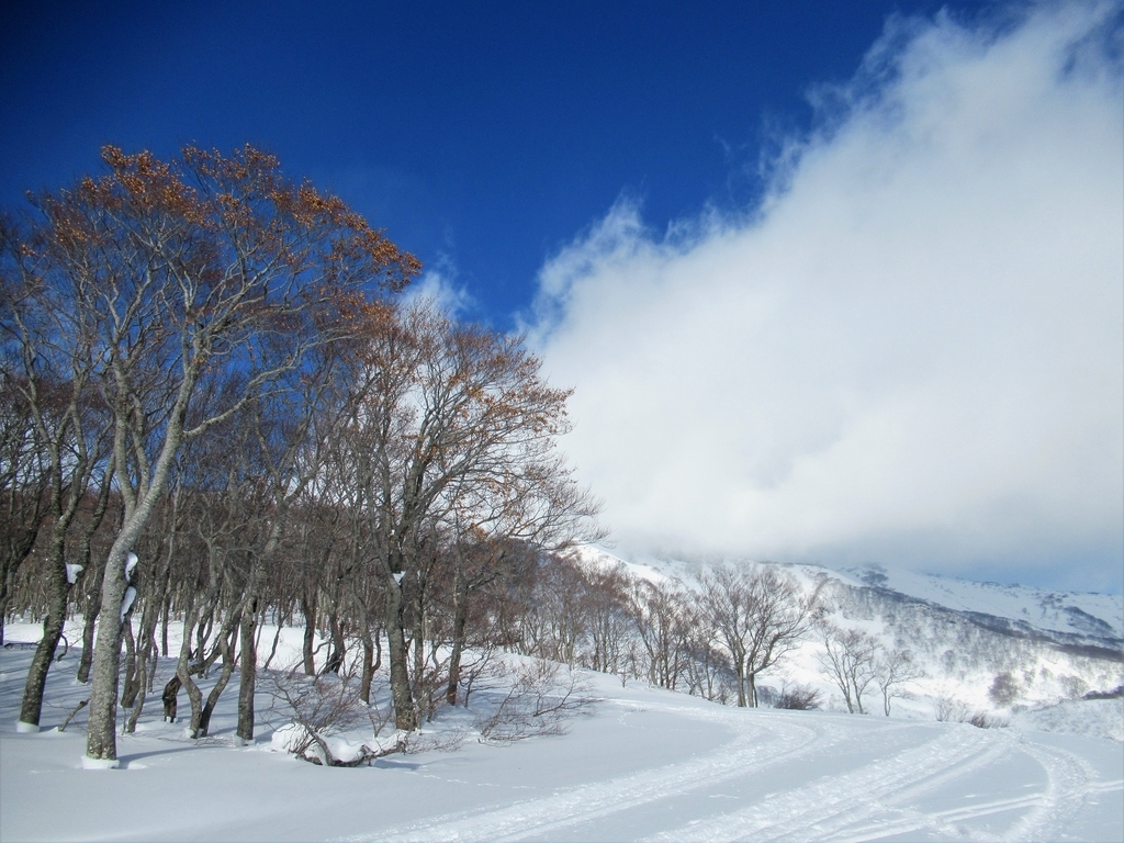 f:id:pft78526:20190117205030j:plain