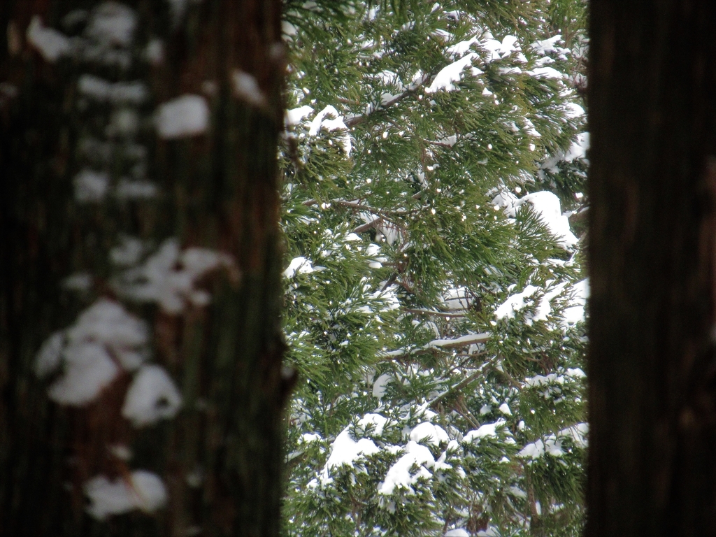 f:id:pft78526:20190217091723j:plain