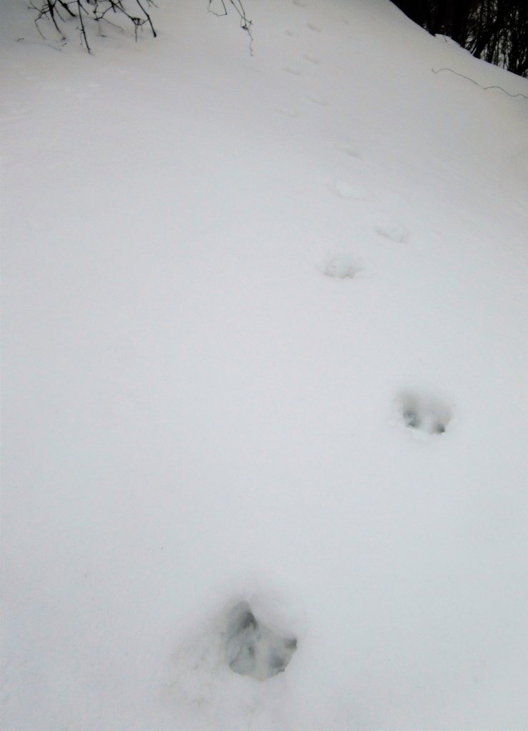 f:id:pft78526:20190225205157j:plain