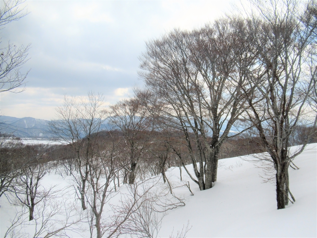 f:id:pft78526:20190225212040j:plain