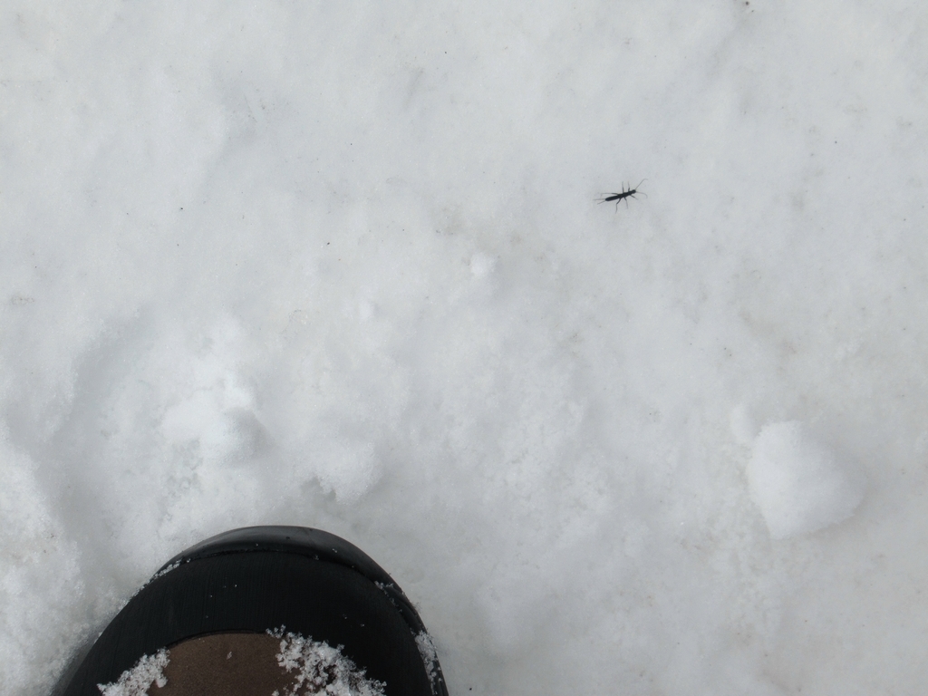 f:id:pft78526:20190225215118j:plain
