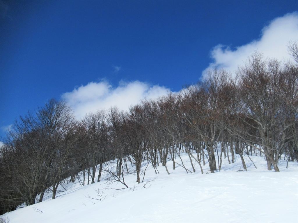 f:id:pft78526:20190225215840j:plain