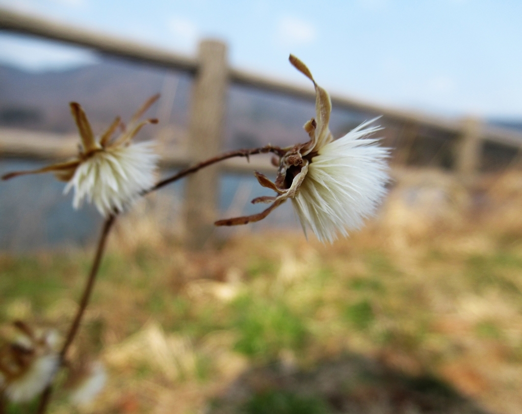 f:id:pft78526:20190303055000j:plain