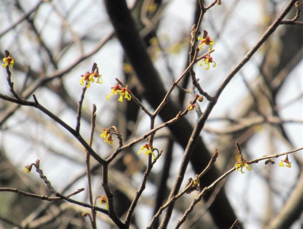 f:id:pft78526:20190303055501j:plain