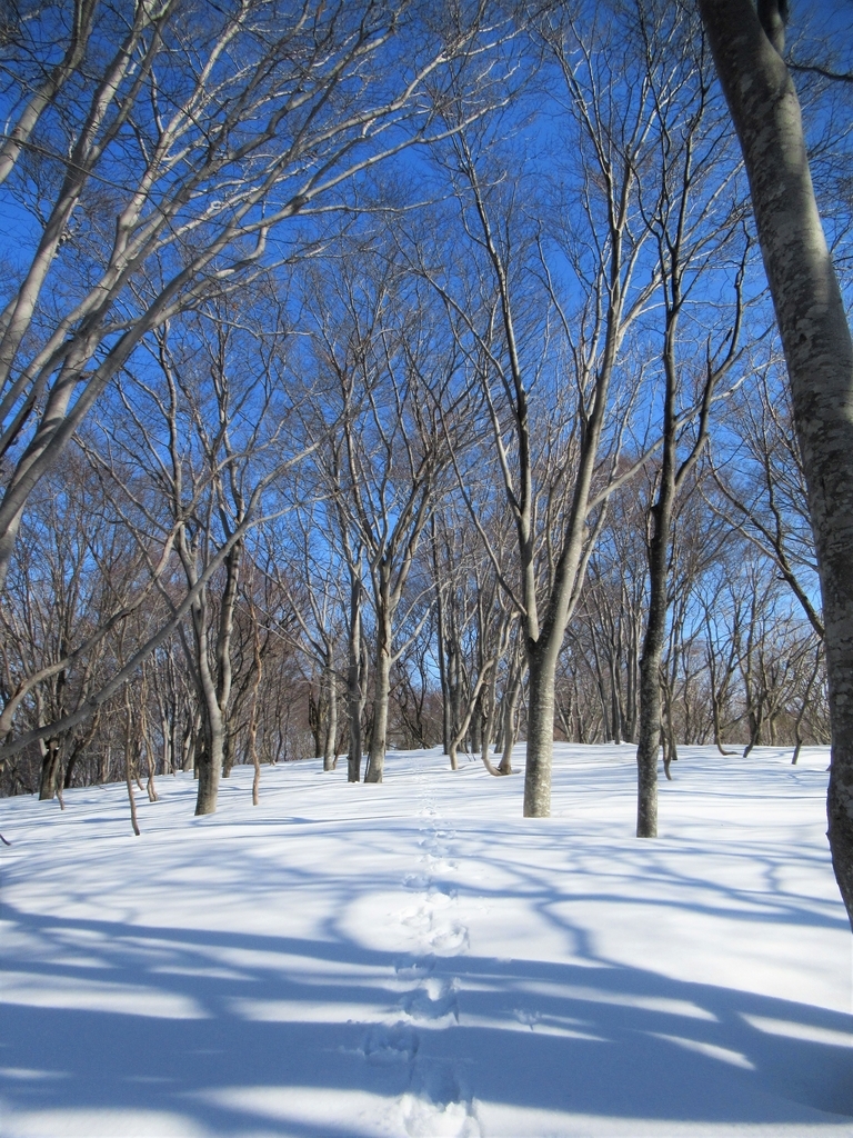 f:id:pft78526:20190304222308j:plain