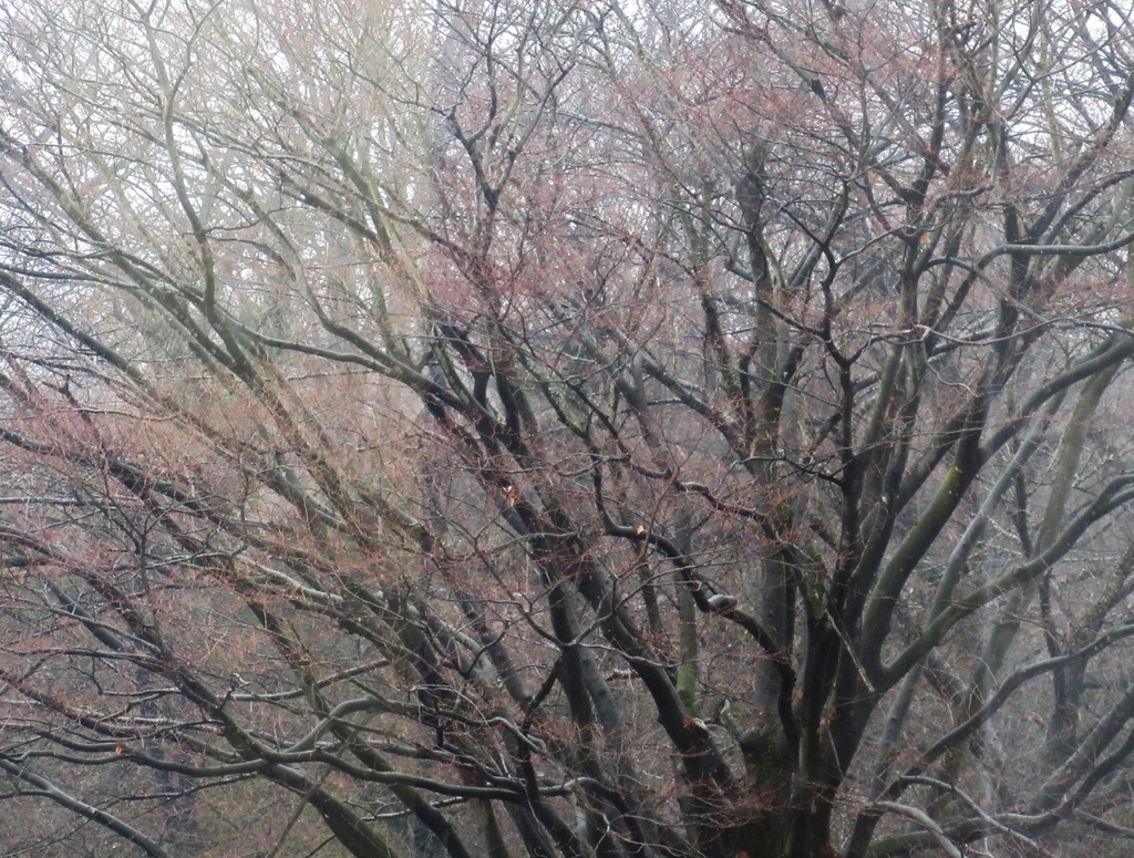f:id:pft78526:20190307190017j:plain f:id:pft78526:20190307190017j:plain