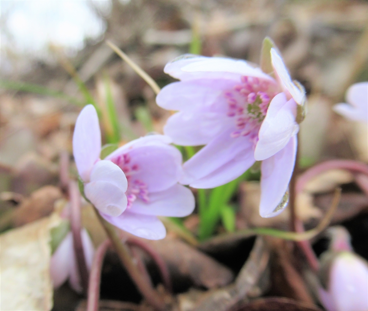 f:id:pft78526:20190317130549j:plain f:id:pft78526:20190317130549j:plain
