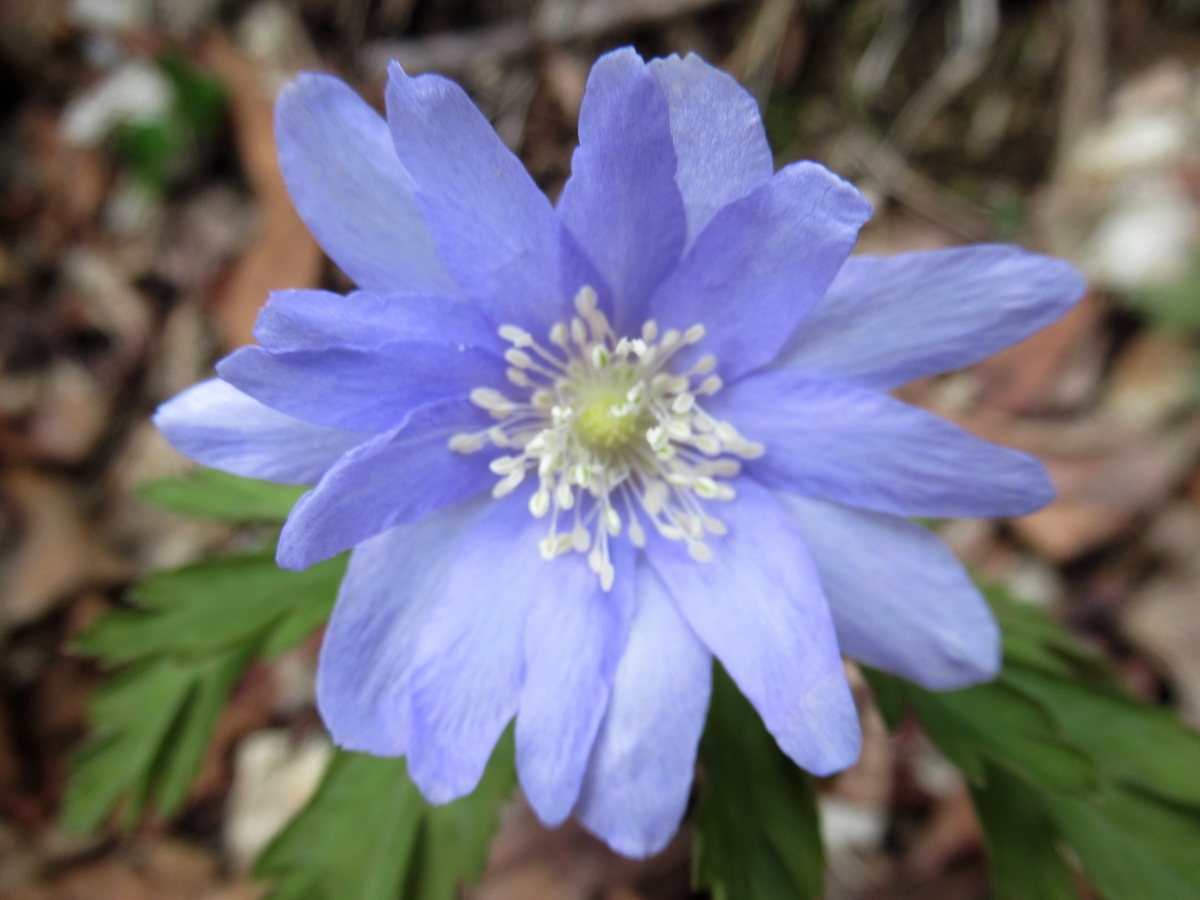 f:id:pft78526:20190317130802j:plain f:id:pft78526:20190317130802j:plain