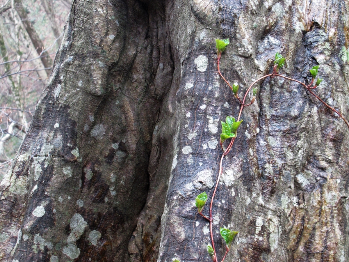 f:id:pft78526:20190323150011j:plain