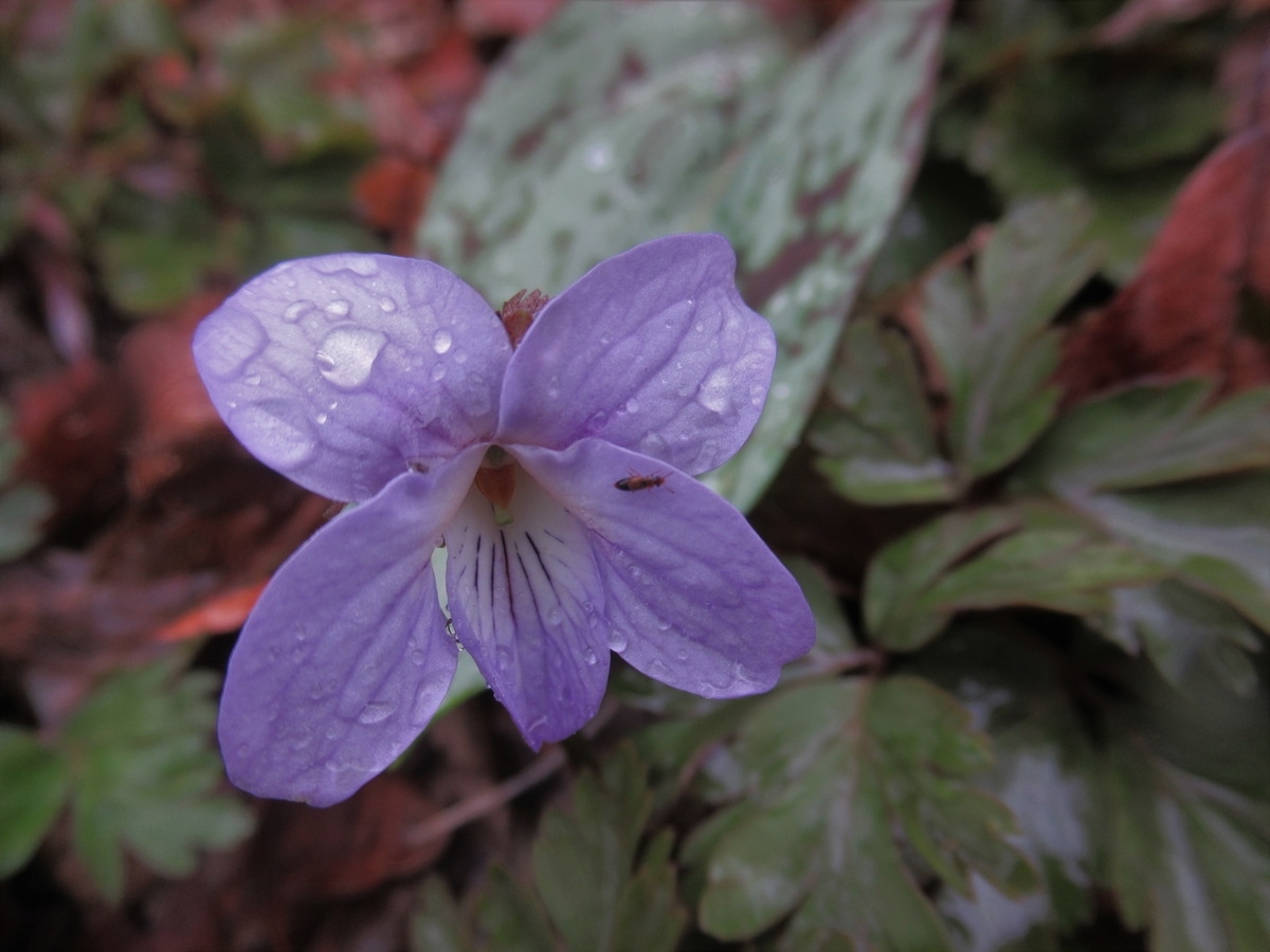 f:id:pft78526:20190324201337j:plain f:id:pft78526:20190324201337j:plain