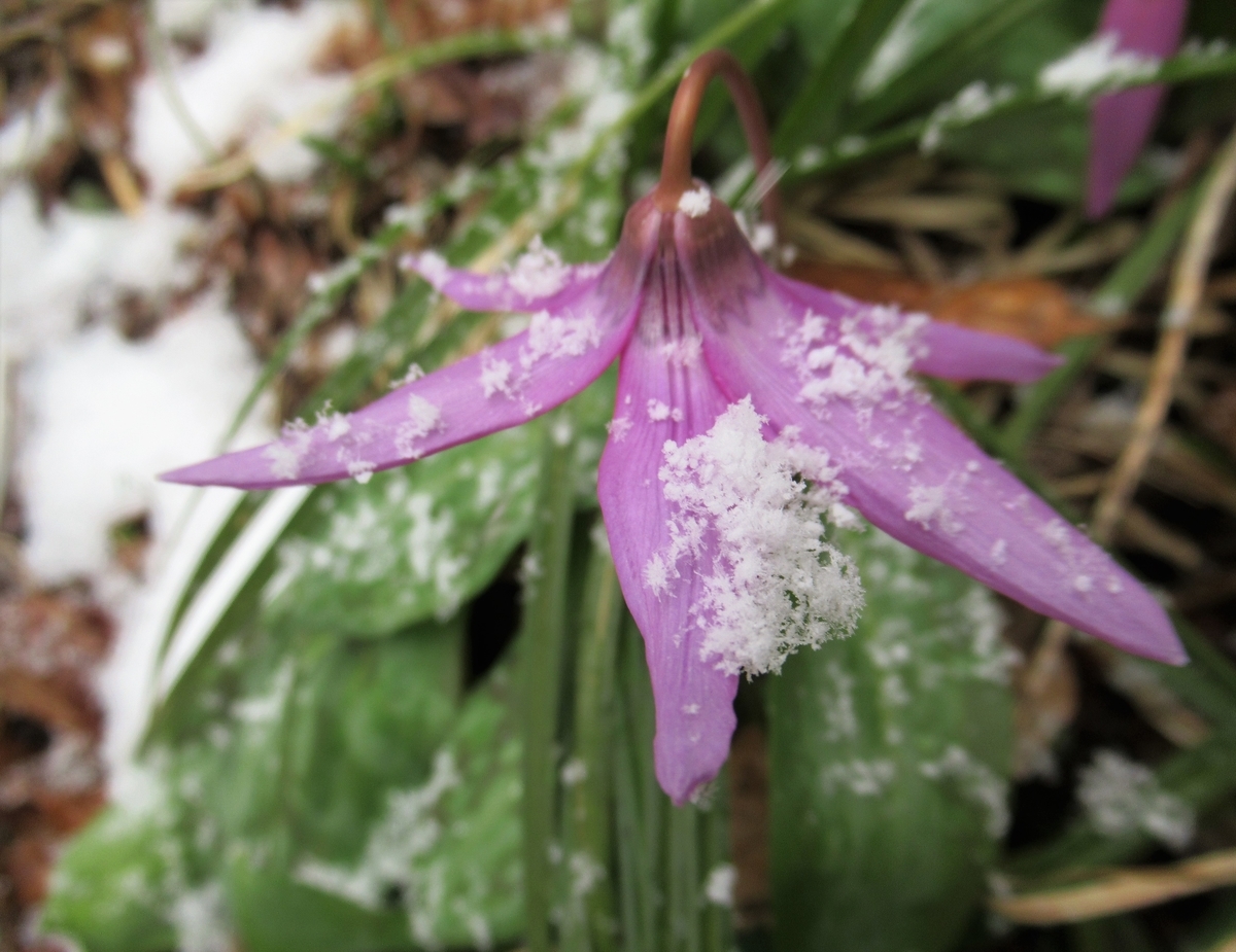 f:id:pft78526:20190325184319j:plain