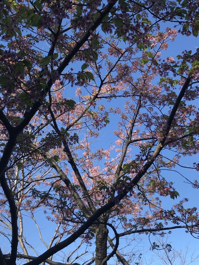 f:id:pft78526:20190325194347j:plain
