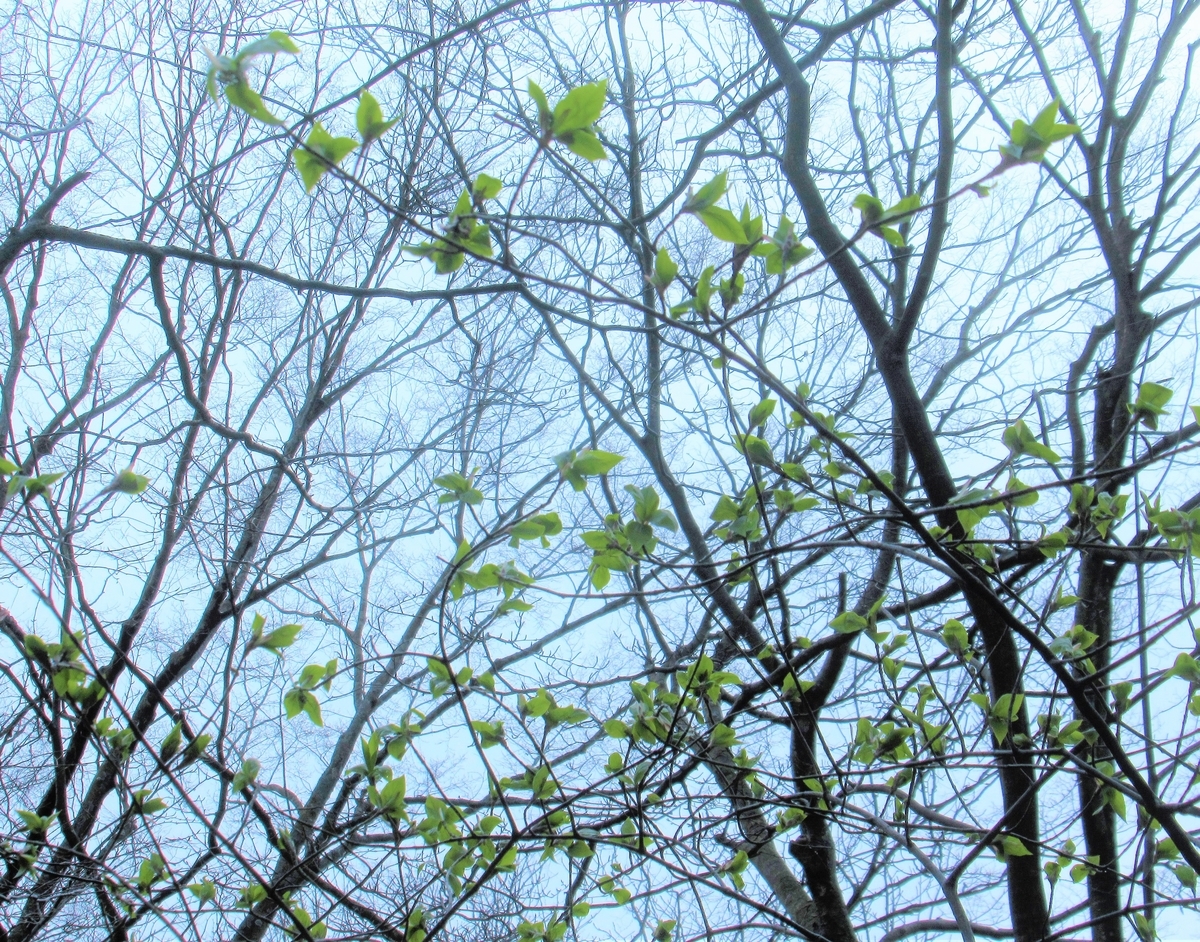 f:id:pft78526:20190326080313j:plain f:id:pft78526:20190326080313j:plain