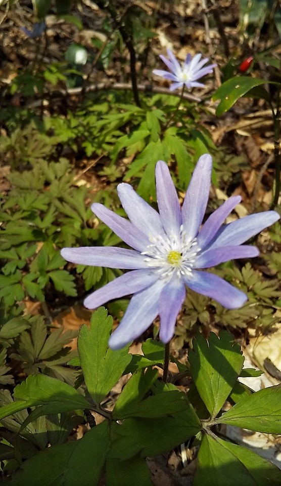 f:id:pft78526:20190328210810j:plain