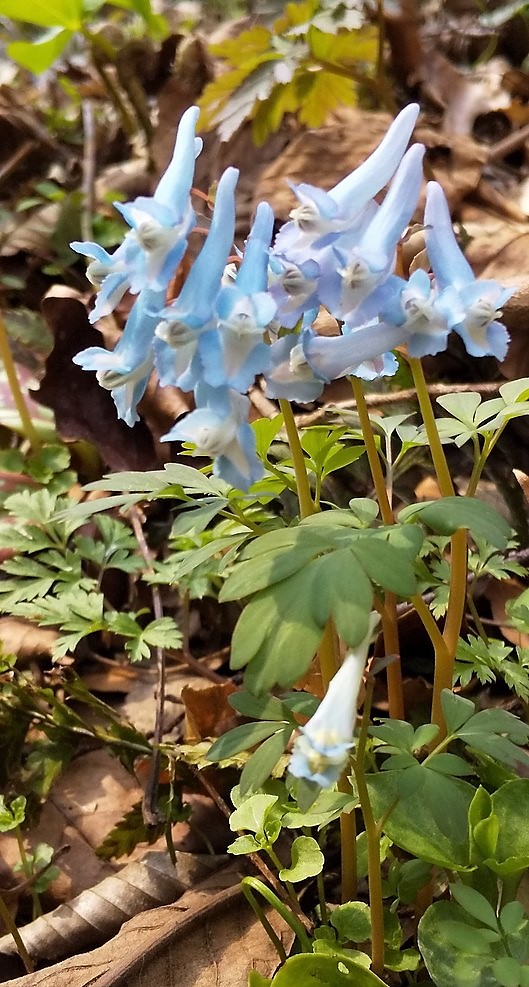 f:id:pft78526:20190328211013j:plain